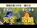 オオルリ・キビタキを見つける方法と最高の一枚をとるコツを解説！