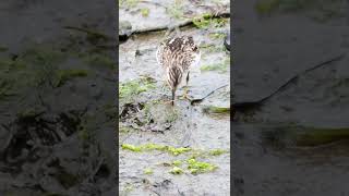 Shorebird Migration Taking Off