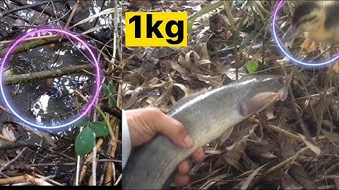 Câu Cá Lóc Nhấp Cá Cái Kết Hoàn Hảo, Pha Táp Búa Bổ Kéo Lên Lóc Khủng tập cuối