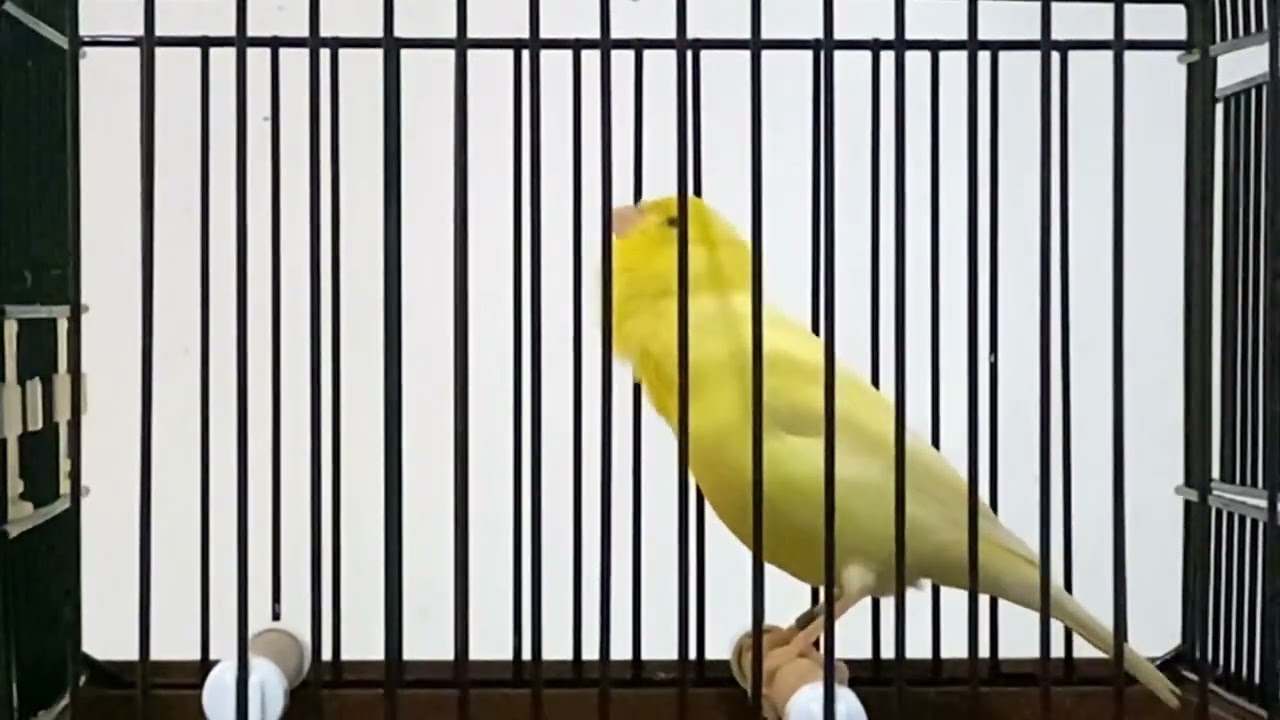 بهترین صدای کنری واتر _ Best Sound Of Water Slaggers Bird