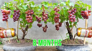 How to grow grapes in tires without a garden - watering with beer and too much fruit by Terrace garden ideas 16,417 views 5 months ago 10 minutes, 25 seconds