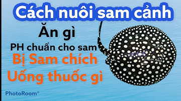 CÁCH NUÔI SAM BLACK DIAMOND CƠ BẢN 2021|VŨ FISH LA