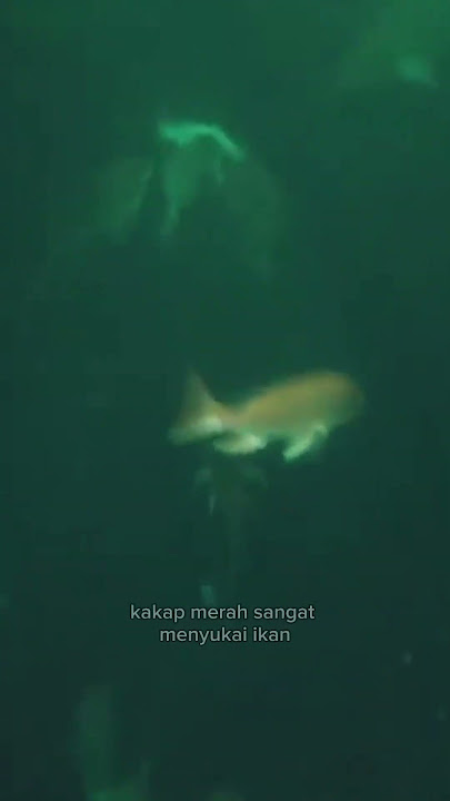 Umpan Jitu ikan Kakap Merah. #tips&trickmancingpemula