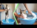シャンプー上級者の猫ボス吉は何をされても全く動じない！