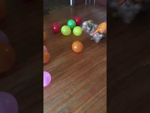 Birthday boy loves balloons