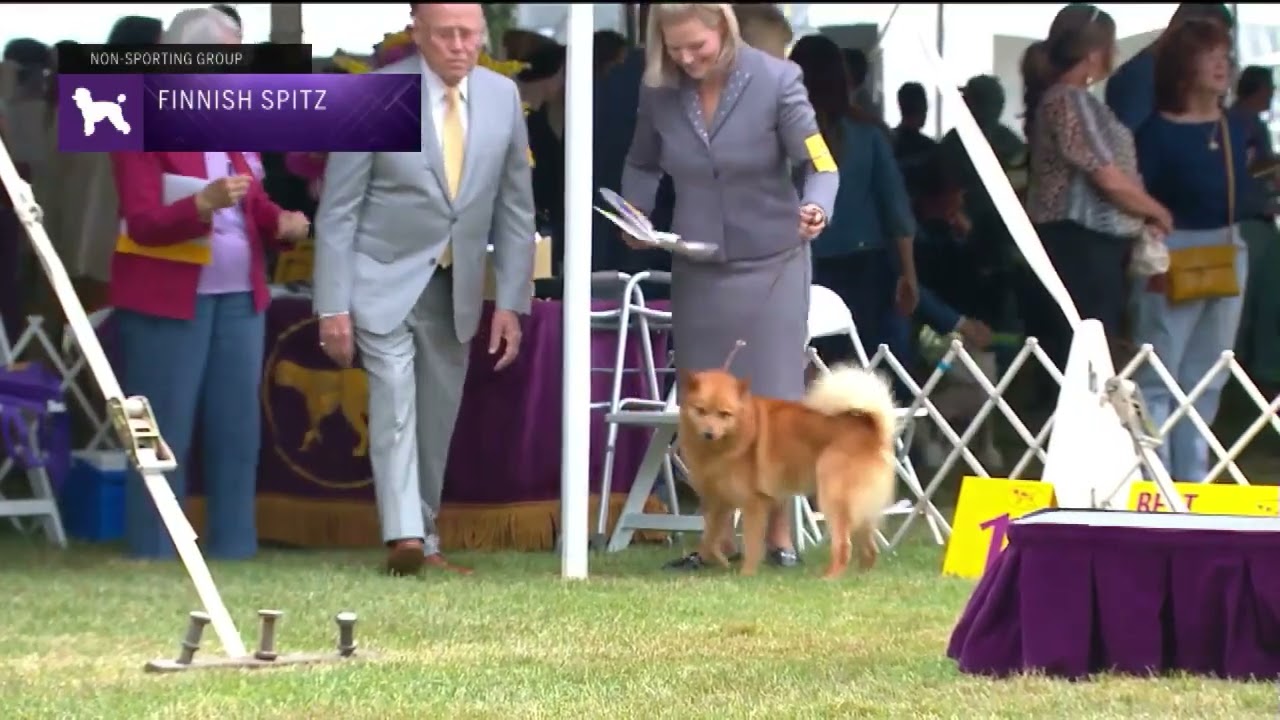 Finnish Spitz | Breed Judging 2022