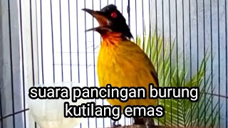 suara pancingan burung kutilang emas