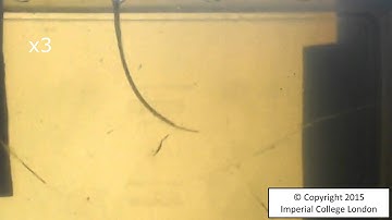 EDEN2020 - Consortium Skills and Track Record - IMPERIAL - Steerable Catheters