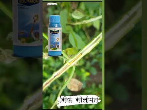 Solomon Bayer Soybaen Kheti Viral Agriculture Farmers Bayer