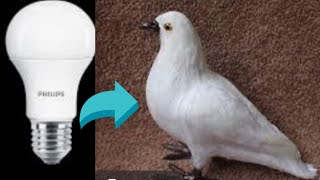 best out of waste from bulb, pigeon making, soft toy making idea. screenshot 4