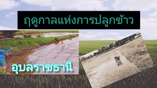 ทำนาปลูกข้าว เกษตรอินทรีย์