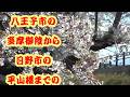 浅川沿いのさくら2026