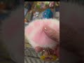 in the store# soft paws