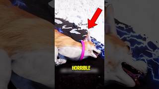 You Wont Believe The Dangerous Things Dogs Face Every Single Day