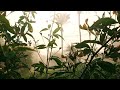 Village Morning Magic | Birds Sounds &amp; Dew Covered Plants | Peaceful