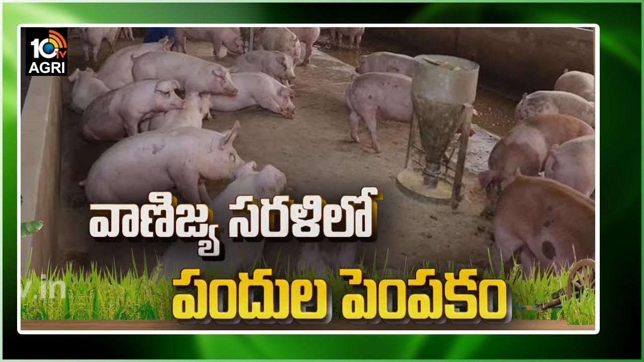 వాణిజ్య సరళిలో పందుల పెంపకం | Patterns of Pig Production Systems | Matti Manishi 10TV News