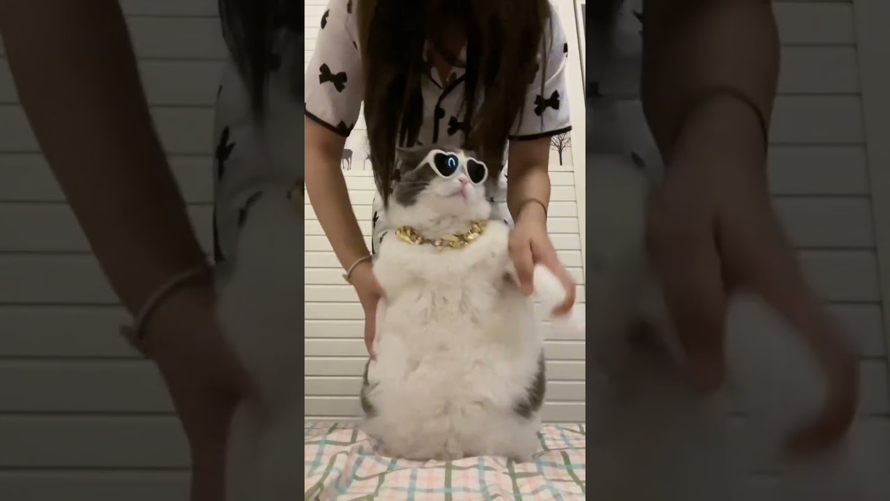 Fat Cat Funny Dance 3 Littlepuff Fatcats Cutecat Funnyanimals Shorts Funnydancesteps Funby