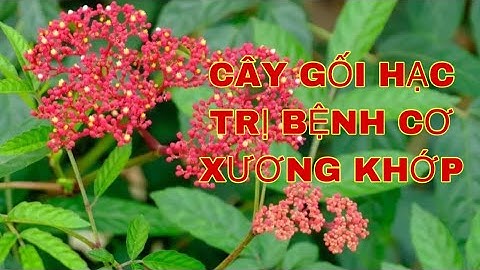 CÂY GỐI HẠC-GIÚP KHỎE CƠ XƯƠNG KHỚP-Sức Khỏe Tâm An