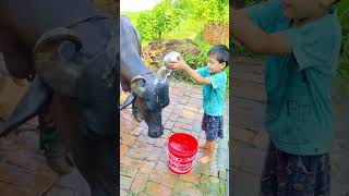 choti choti gaiya hrgbfj #love #song #funny