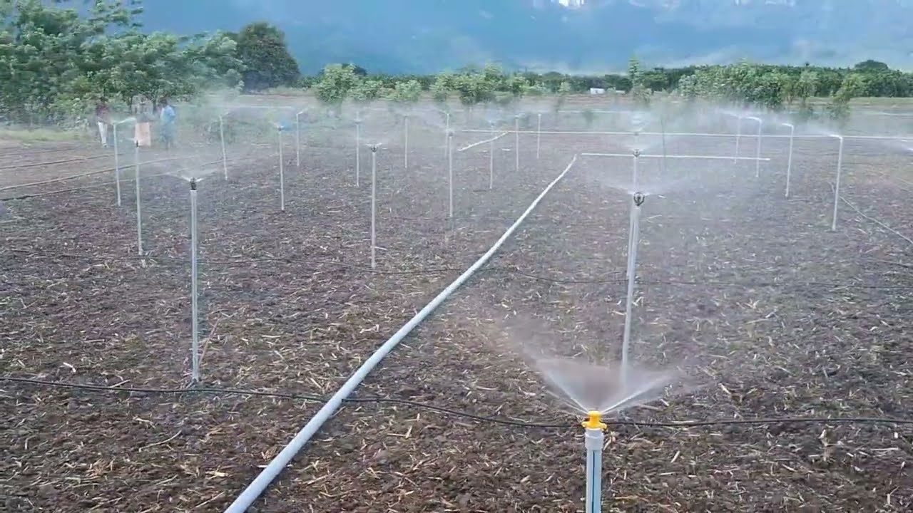 Testing Irrigation - Mini Sprinkler and Rain hose - (26 September 2024)