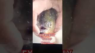 Caution Dont Try This....