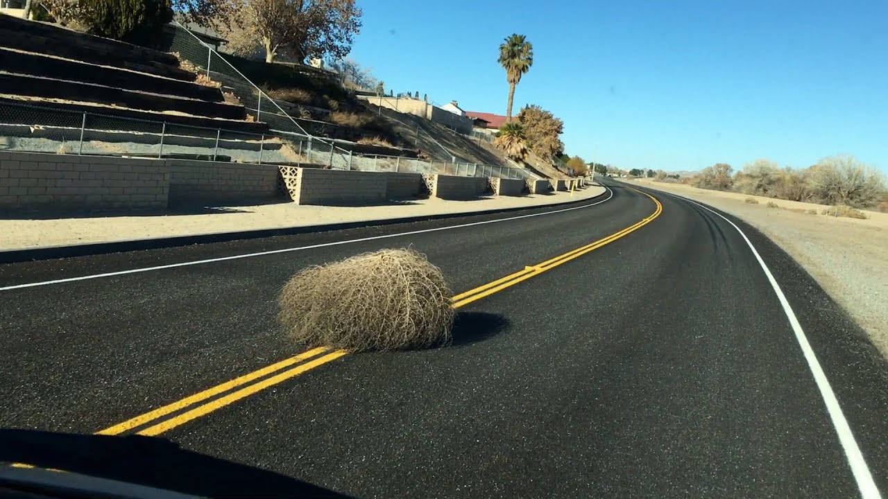 砂漠の回転草/タンブルウィード/西部劇によくある風景(Tumbleweed