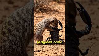 Suricato é o animal mais cooperativo da savana! 💕🙏