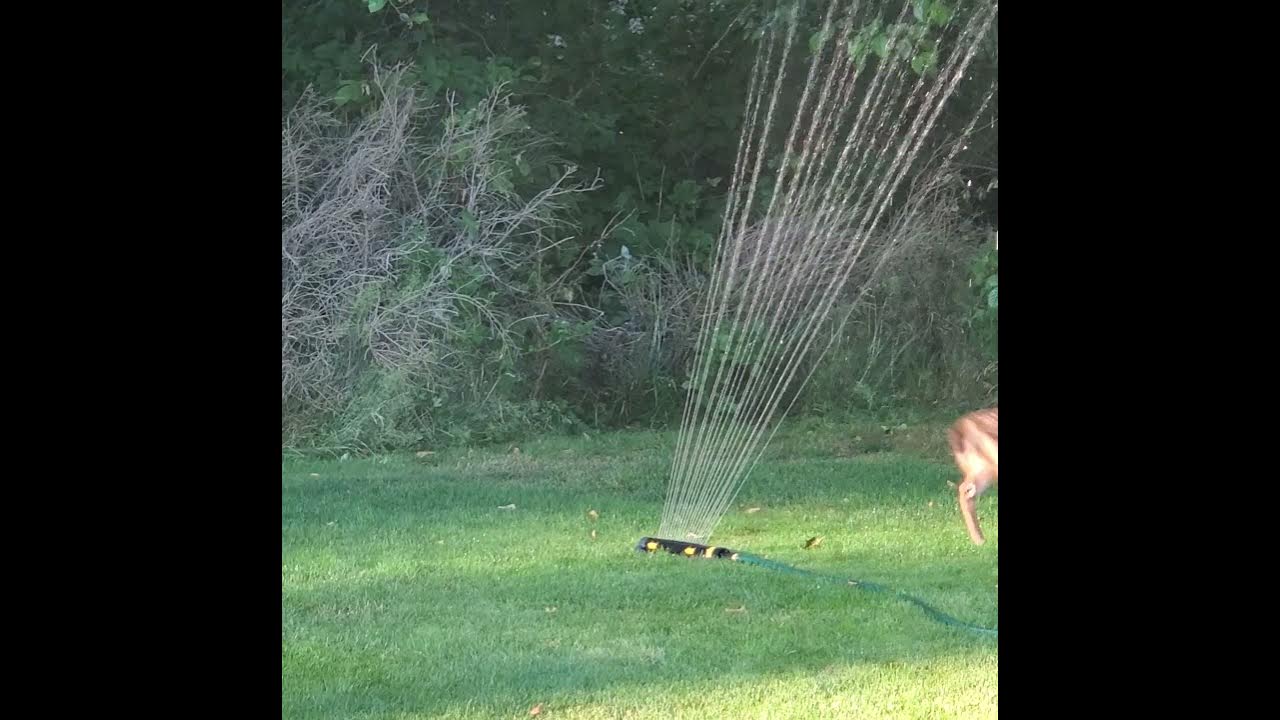 Fawn Uses Sprinkler to Cool Off in Washington Backyard YouTube