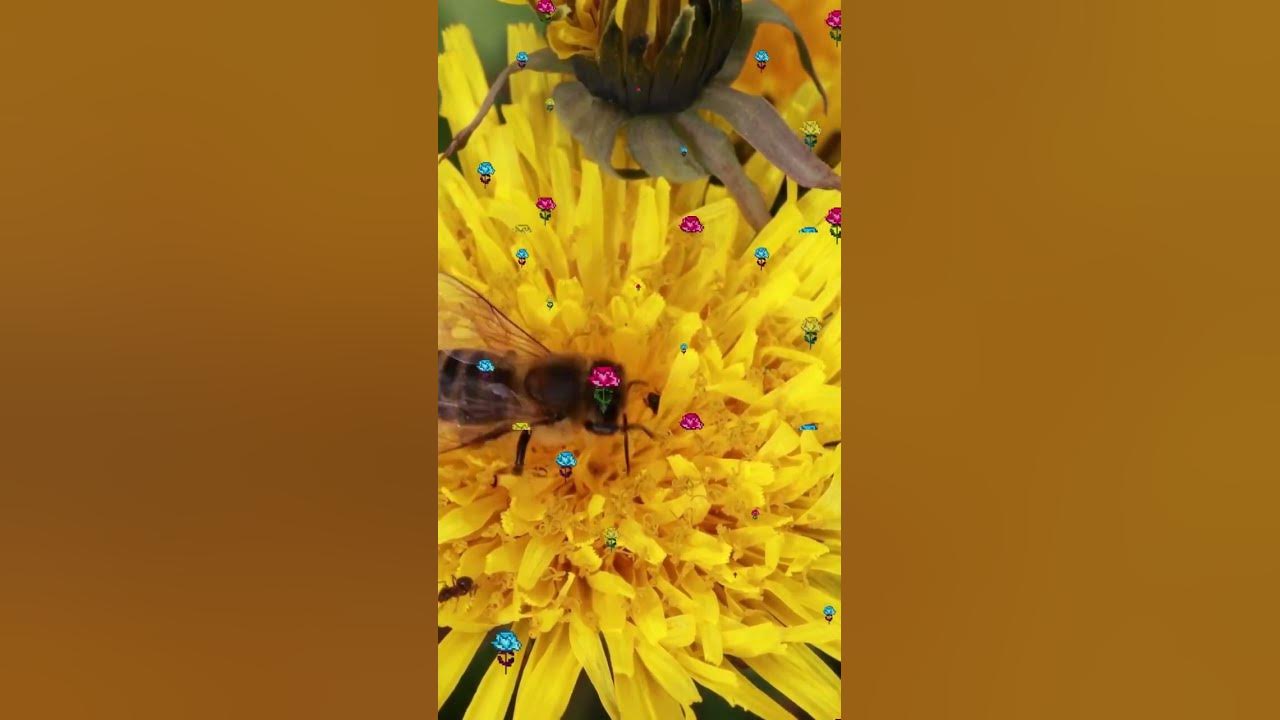 What Is Zoological Name Of Honey Bee youtuebshorts youtubevideos what-is-zoological-name-of-honey-bee-youtuebshorts-youtubevideos