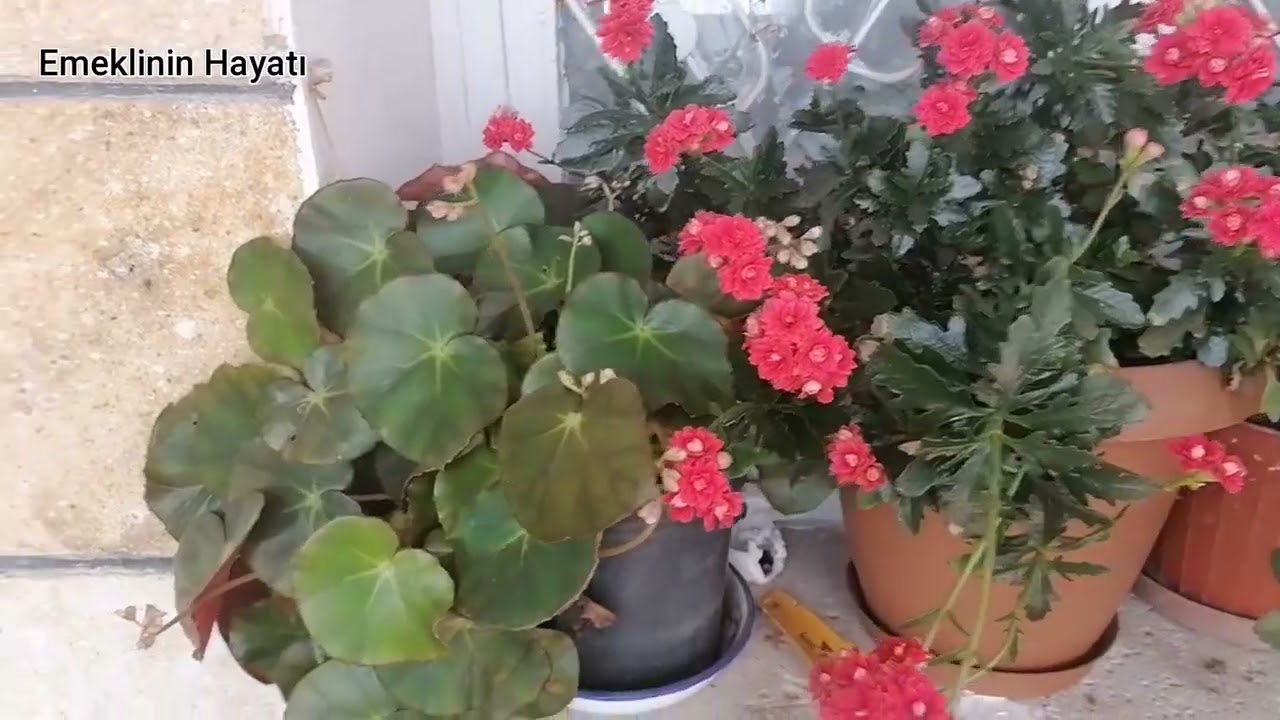 SİGARA BÖREĞİ SARDIK ve FİDE TOHUMLARINI EKTİK. 