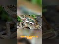 ¡PUEDES VER SU CORAZÓN LATIENDO! 🐸🔮 La Rana de Cristal al Desnudo #MundoGarra #viral #shorts