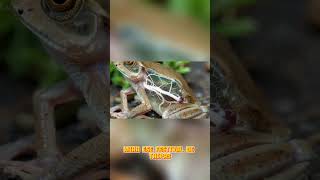 ¡PUEDES VER SU CORAZÓN LATIENDO! 🐸🔮 La Rana de Cristal al Desnudo #MundoGarra #viral #shorts