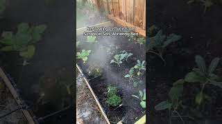 Have you tried regrowing lettuce from scraps? || This drip irrigation system has been a game