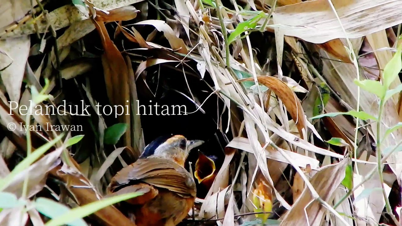 suara burung pelanduk topi hitam