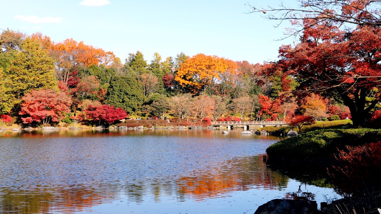 Japanese garden walking tour in Showa Kinen park Tokyo | Japan Walk