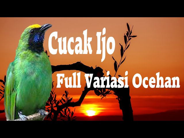 CUCAK IJO  -  FULL VARIASI OCEHAN class=