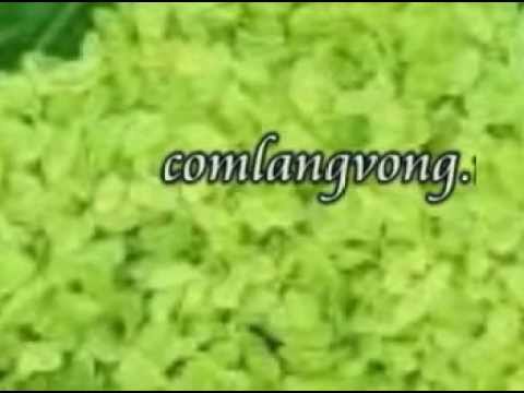 cốm làng vòng mua ở đâu New XIN HỎI NƠI MUA CỐM LÀNG VÒNG NGON Ở HÀ NỘI