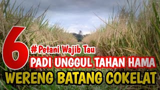 Padi unggul baru tahan wereng batang cokelat | @inspirasipetani1161