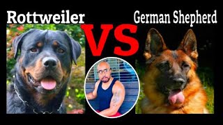 Rottweiler VS German Shepherd who will win? by My New Puppy with Ali A. Parker 208 views 1 year ago 4 minutes, 37 seconds