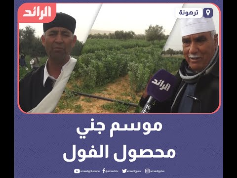 موسم جني محصول الفول بترهونة