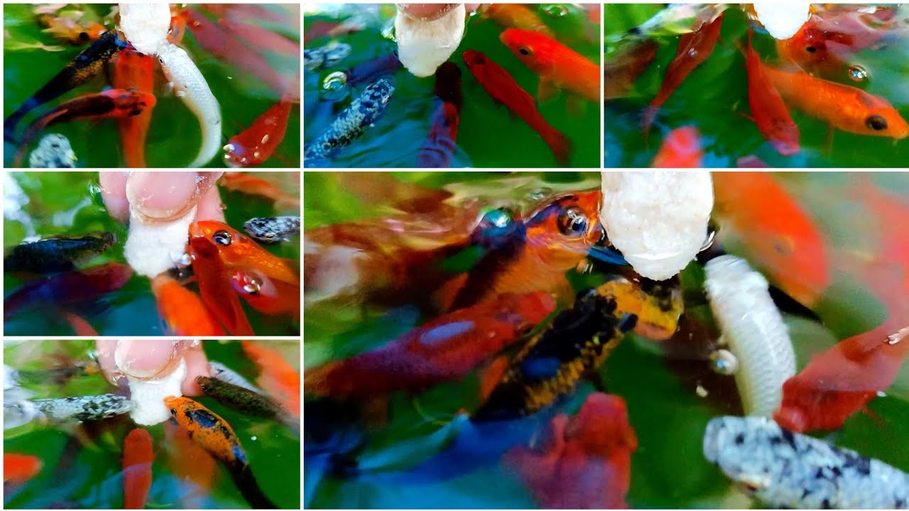 Feeding gehu ka atta my Outdoor guppy koi carp molly swordtails fish ko YouTube