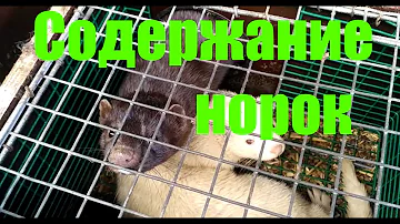 Содержание норок. Как живут норки на фермах. Кормление, уход.