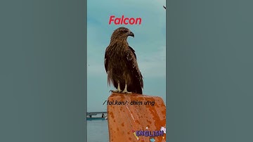 dạy bé học từ vựng tiếng anh về các loài chim #english #englishvocabulary #hoctienganh #birds