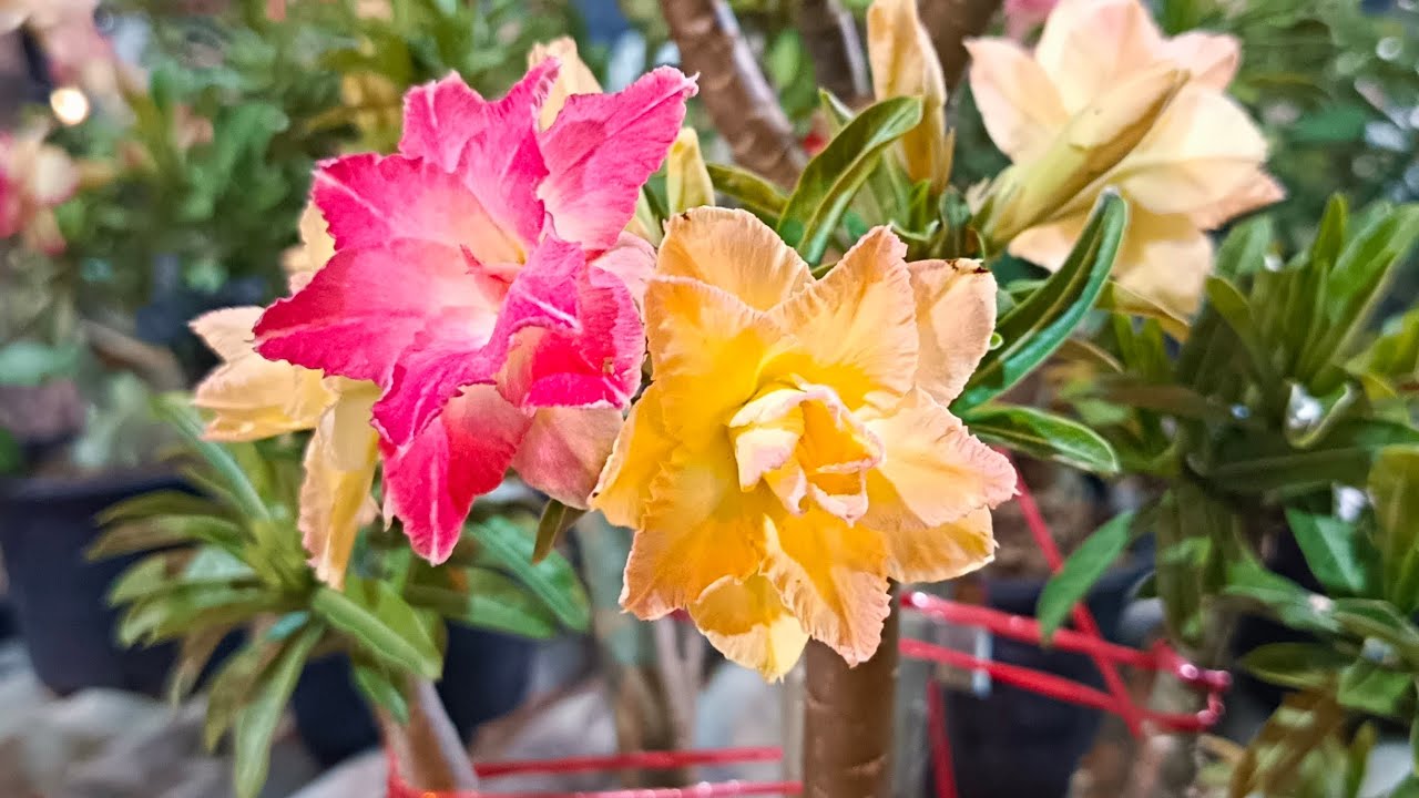 EP. 115 เเอดไลน์ ID. Line 6110bbb สนใจติดต่อโทร 093-162-6110 ชวนชมน้องของขวัญ