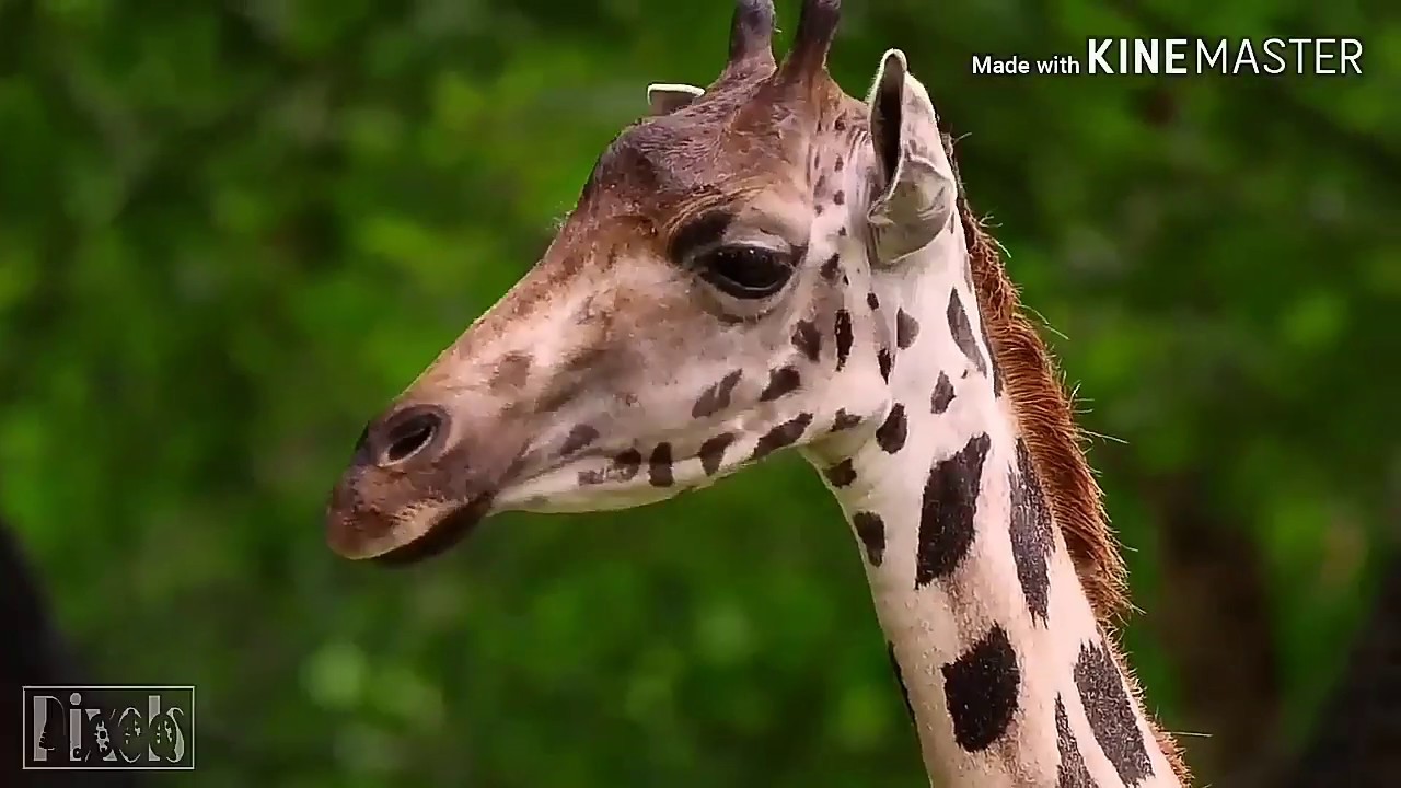 Top ten hybrid animal// In hindi// Episide__1 YouTube