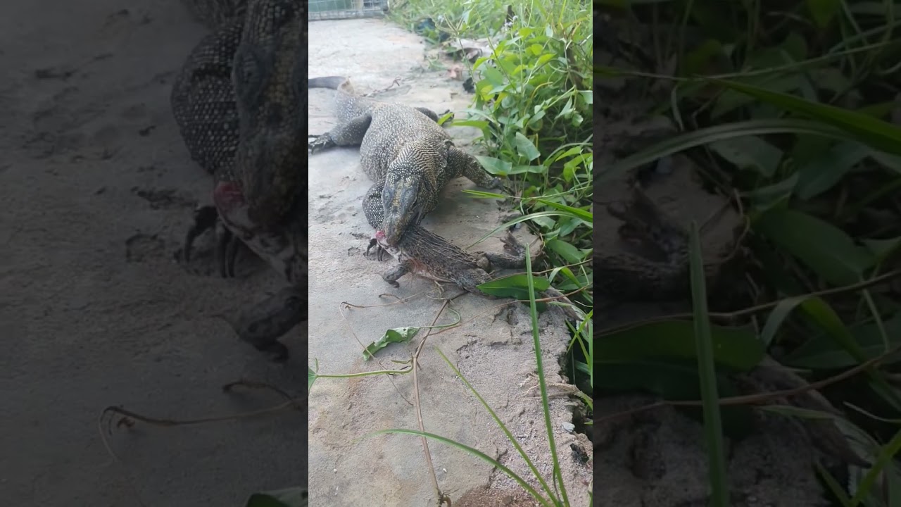 Giant Monitor Lizard Tries to Swallow A Big Asian Bullfrog.