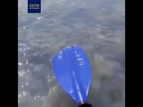 Море в Приморске (Украина) заполонили медузы
