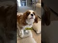 Seu Cachorro te vê como Outro Cachorro! #animais #natureza #curiosidades