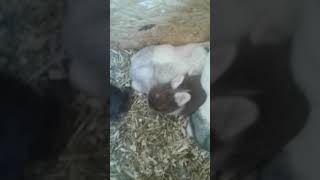 Omg Sie Könen Laufen