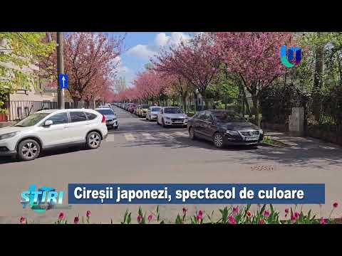Cireșii japonezi, spectacol de culoare
